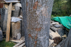 drevorezba-vyrezavani-carving-wood-drevo-socha-vcely-klat-ambroz-radekzdrazil-20201025-09