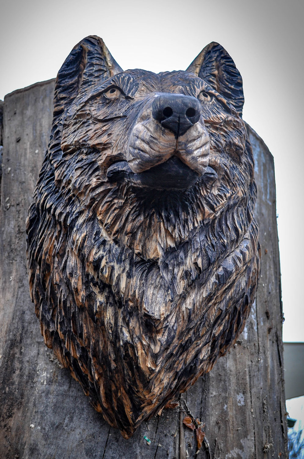 drevorezba-carving-wood-drevo-busta-vlk-hlava-vyrezavani-rezbar-radekzdrazil-20201102-04