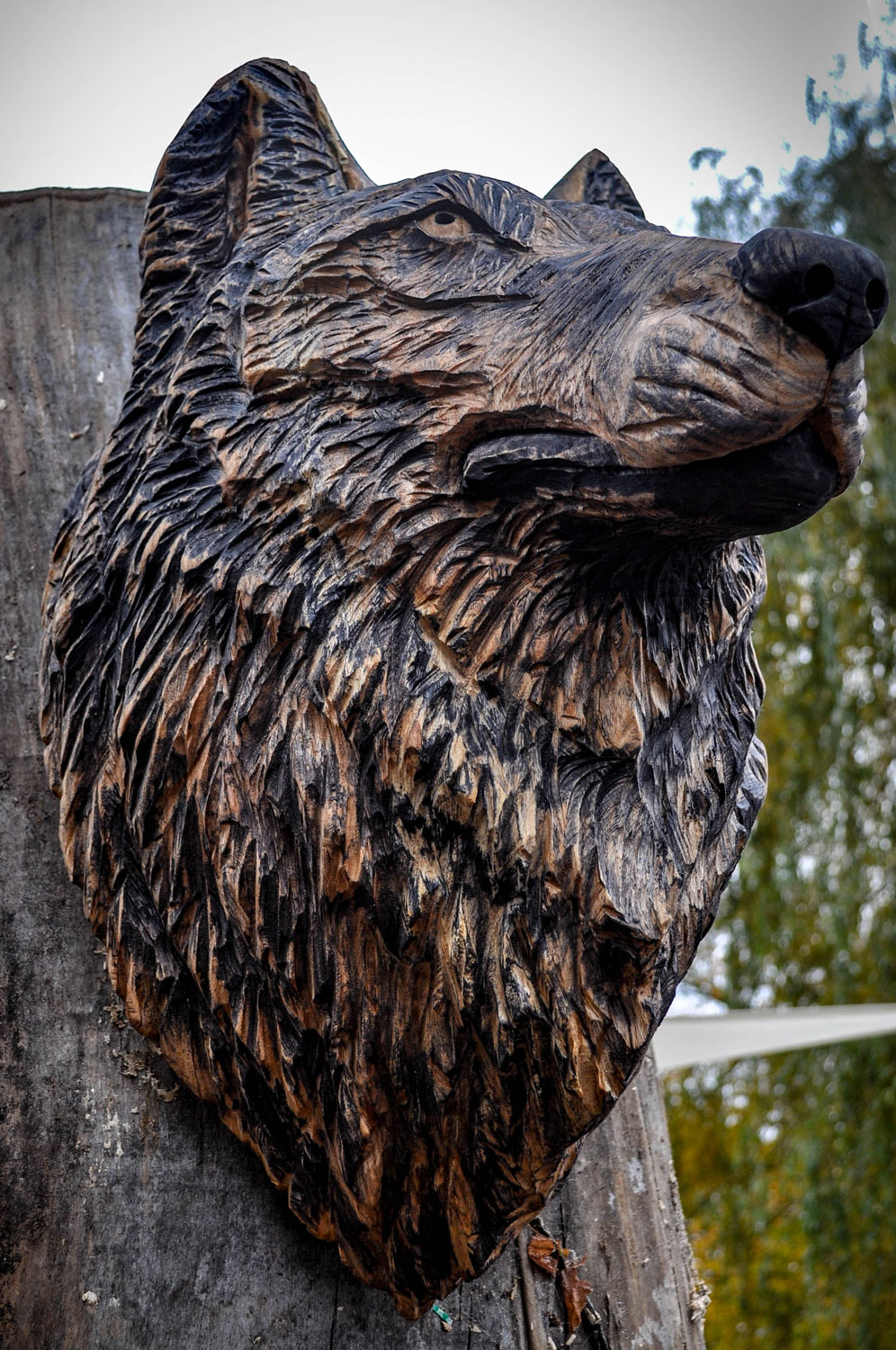 drevorezba-carving-wood-drevo-busta-vlk-hlava-vyrezavani-rezbar-radekzdrazil-20201102-05