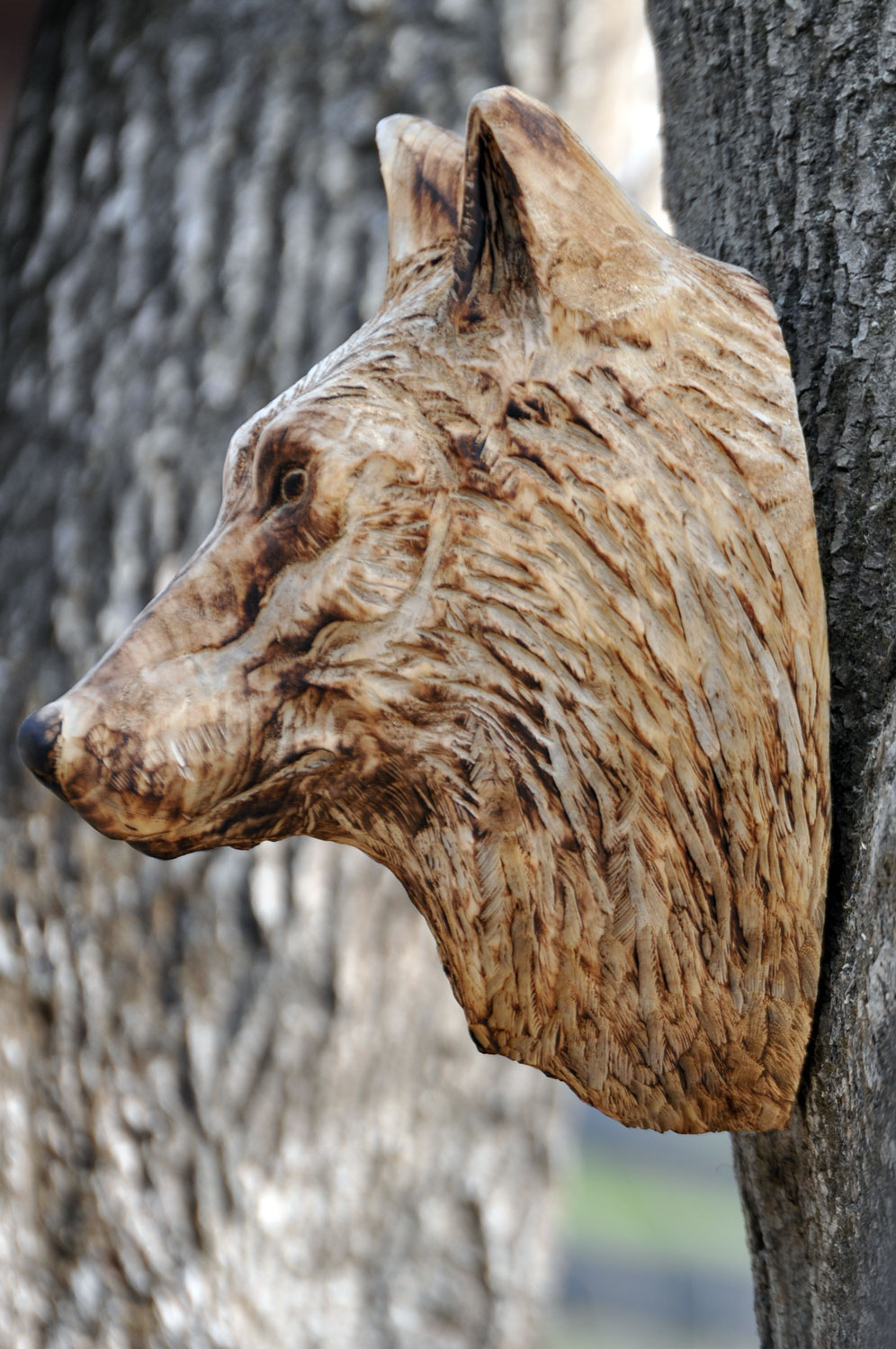 vlk-drevorezba-plastika-vyrezavani-carwing-woodcarving-trofej-hlava-radekzdrazil-20190331-01