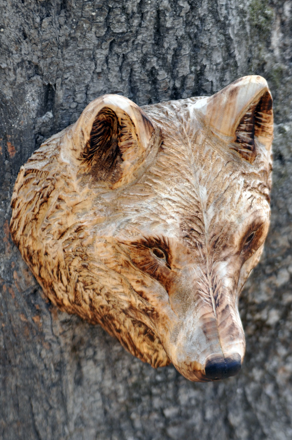 vlk-drevorezba-plastika-vyrezavani-carwing-woodcarving-trofej-hlava-radekzdrazil-20190331-011