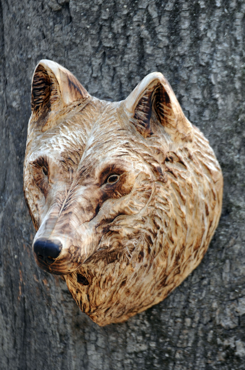 vlk-drevorezba-plastika-vyrezavani-carwing-woodcarving-trofej-hlava-radekzdrazil-20190331-03