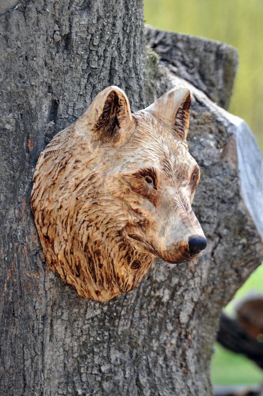 vlk-drevorezba-plastika-vyrezavani-carwing-woodcarving-trofej-hlava-radekzdrazil-20190331-05