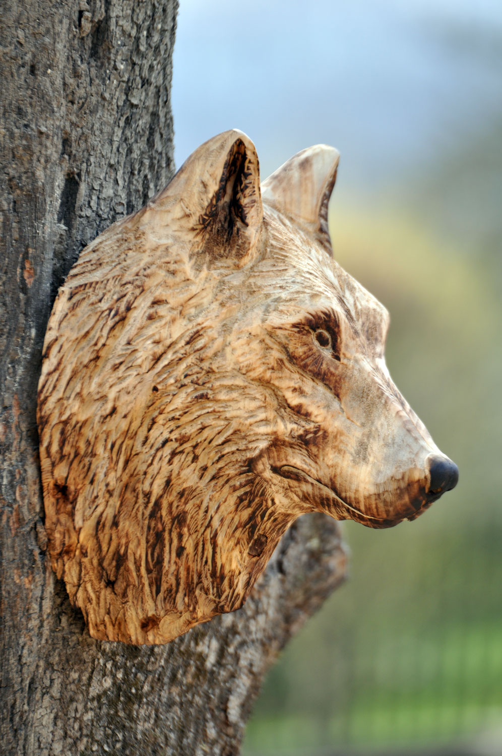 vlk-drevorezba-plastika-vyrezavani-carwing-woodcarving-trofej-hlava-radekzdrazil-20190331-06
