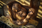 drevorezba-vyrezavani-rezani-carving-wood-drevo-sovy-rdekzdrazil-20200402-03