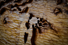 drevorezba-vyrezavani-rezani-carving-wood-drevo-obraz-strom-treeoflife-rdekzdrazil-08