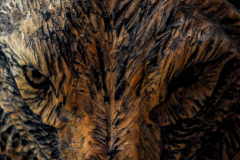 drevorezba-carving-wood-drevo-busta-vlk-hlava-vyrezavani-rezbar-radekzdrazil-012